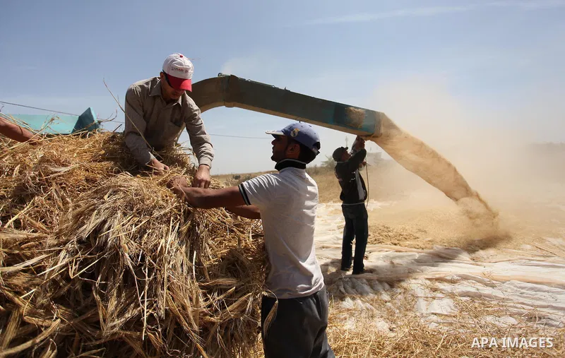 Palestinian men refine grinded barley during harvest on a farm in Khan Younis in the southern Gaza Strip. Photo by Ashraf Amra
