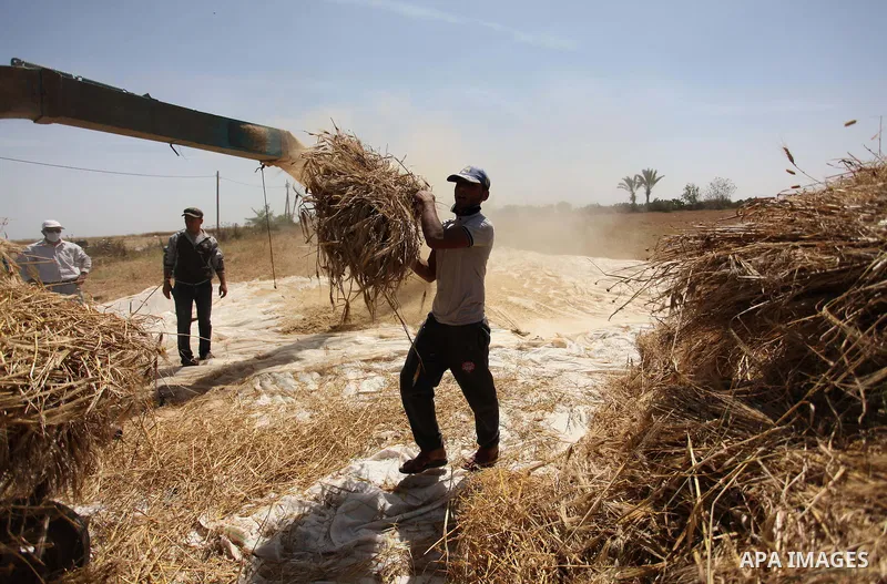 Palestinian men refine grinded barley during harvest on a farm in Khan Younis in the southern Gaza Strip. Photo by Ashraf Amra