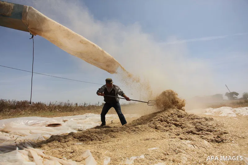 Palestinians harvest wheat and barley on a farm in Khan Younis in the southern Gaza Strip April 25, 2016. Photo by Ashraf Amra
