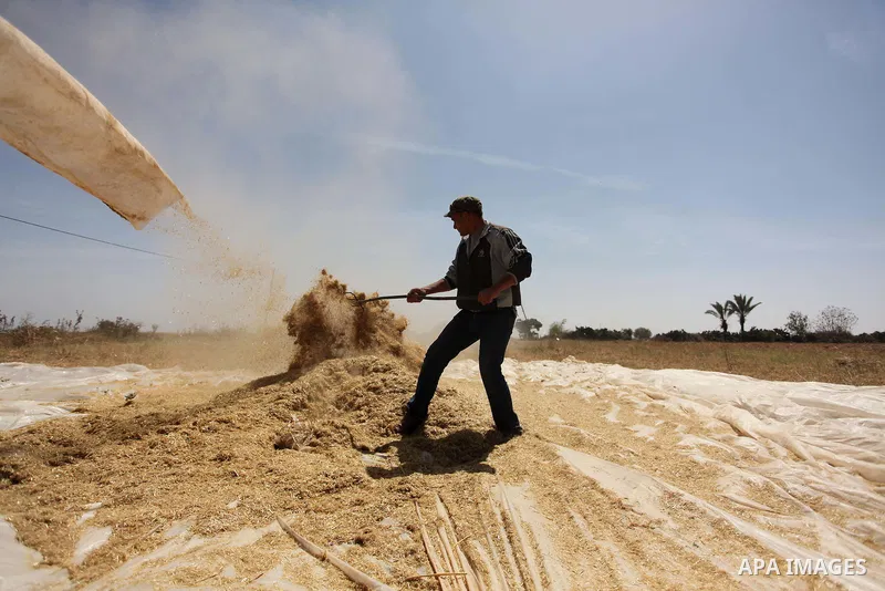 A Palestinian man refines grinded barley during harvest on a farm in Khan Younis in the southern Gaza Strip. Photo by Ashraf Amra