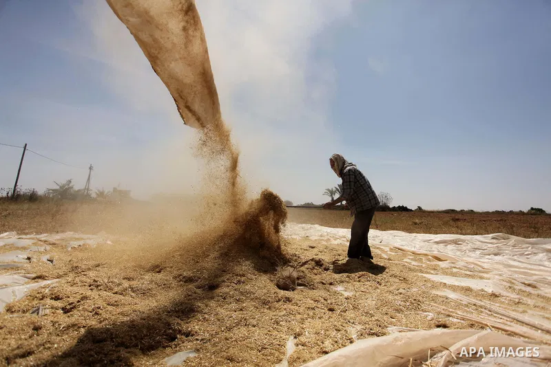 A Palestinian man refines grinded barley during harvest on a farm in Khan Younis in the southern Gaza Strip. Photo by Ashraf Amra
