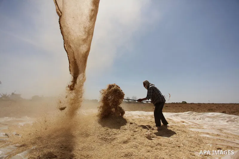 A Palestinian man refines grinded barley during harvest on a farm in Khan Younis in the southern Gaza Strip. Photo by Ashraf Amra