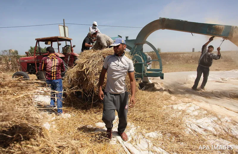 Palestinian men refine grinded barley during harvest on a farm in Khan Younis in the southern Gaza Strip. Photo by Ashraf Amra