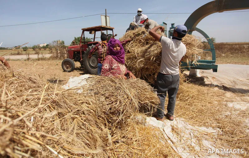 Palestinian men refine grinded barley during harvest on a farm in Khan Younis in the southern Gaza Strip. Photo by Ashraf Amra