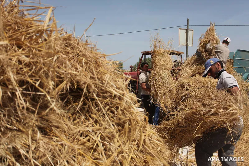 Palestinian men refine grinded barley during harvest on a farm in Khan Younis in the southern Gaza Strip. Photo by Ashraf Amra