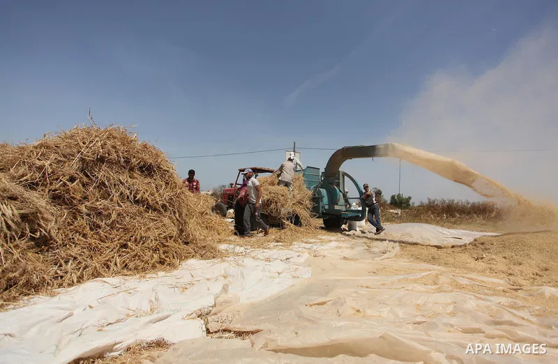 Palestinian men refine grinded barley during harvest on a farm in Khan Younis in the southern Gaza Strip. Photo by Ashraf Amra