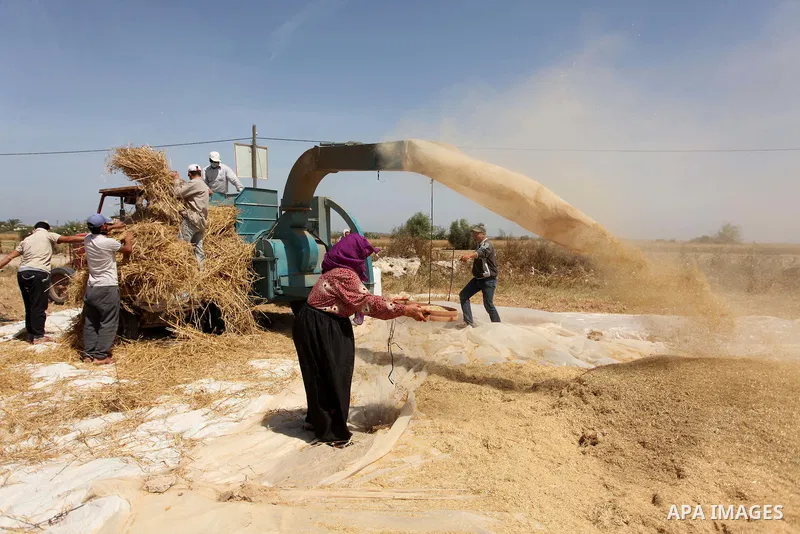 Palestinians harvest wheat and barley on a farm in Khan Younis in the southern Gaza Strip April 25, 2016. Photo by Ashraf Amra