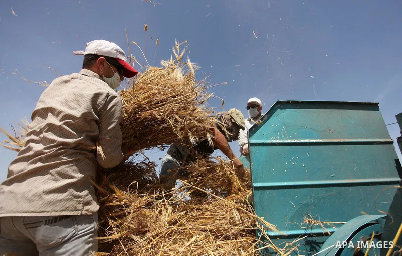 Palestinians harvest wheat and barley on a farm in Khan Younis in the southern Gaza Strip April 25, 2016. Photo by Ashraf Amra