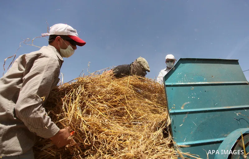 Palestinians harvest wheat and barley on a farm in Khan Younis in the southern Gaza Strip April 25, 2016. Photo by Ashraf Amra