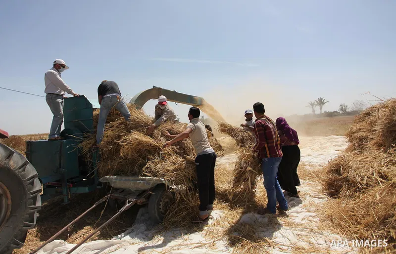Palestinian men refine grinded barley during harvest on a farm in Khan Younis in the southern Gaza Strip. Photo by Ashraf Amra