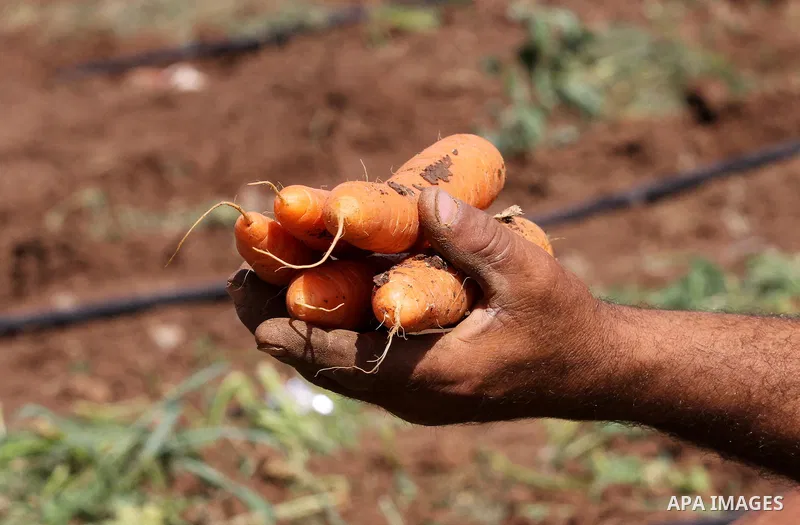 Palestinian farmers harvest a carrot crop, in the West Bank city of Jenin, on April 26, 2016. Photo by Nedal Eshtayah