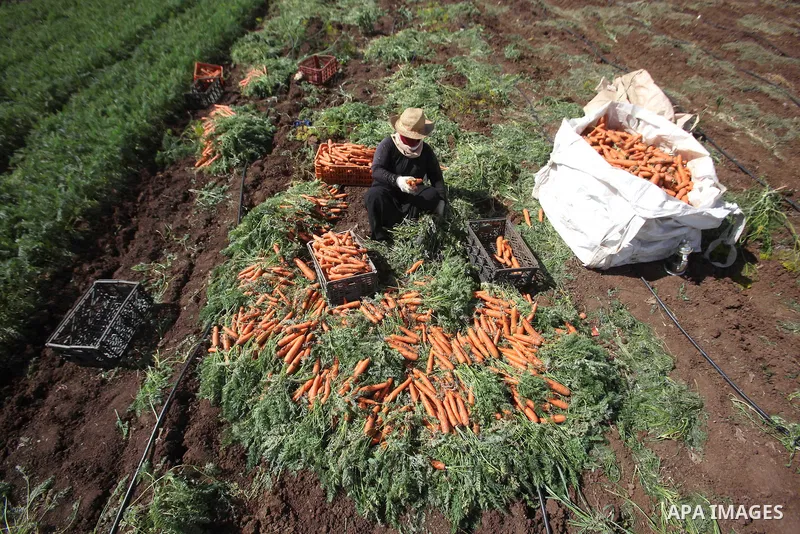 Palestinian farmers harvest a carrot crop, in the West Bank city of Jenin, on April 26, 2016. Photo by Nedal Eshtayah