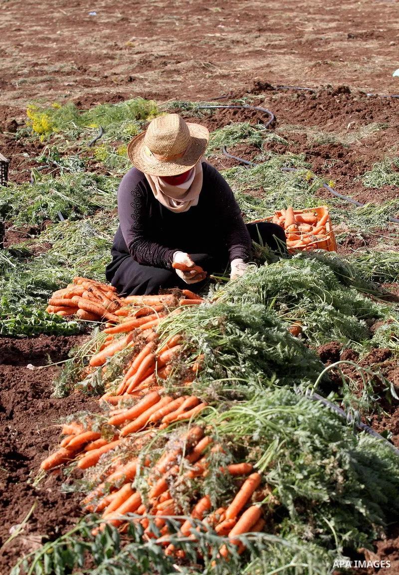 Palestinian farmers harvest a carrot crop, in the West Bank city of Jenin, on April 26, 2016. Photo by Nedal Eshtayah