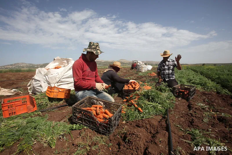 Palestinian farmers harvest a carrot crop, in the West Bank city of Jenin, on April 26, 2016. Photo by Nedal Eshtayah