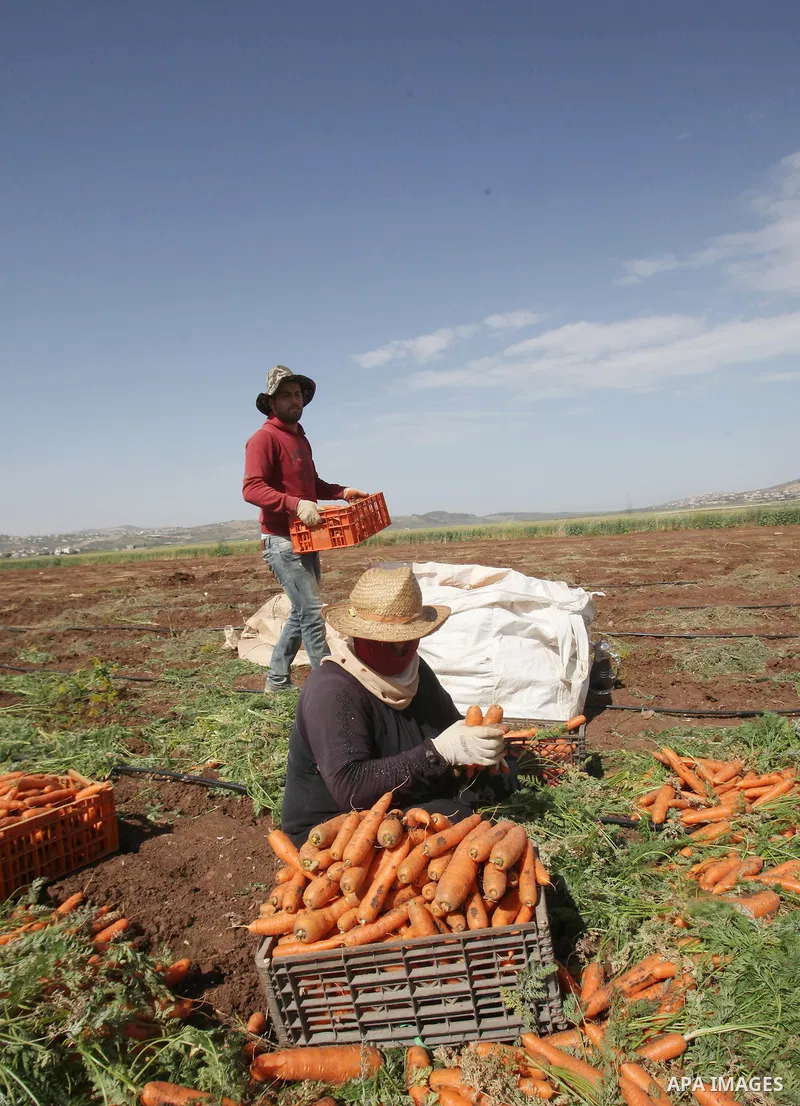 Palestinian farmers harvest a carrot crop, in the West Bank city of Jenin, on April 26, 2016. Photo by Nedal Eshtayah