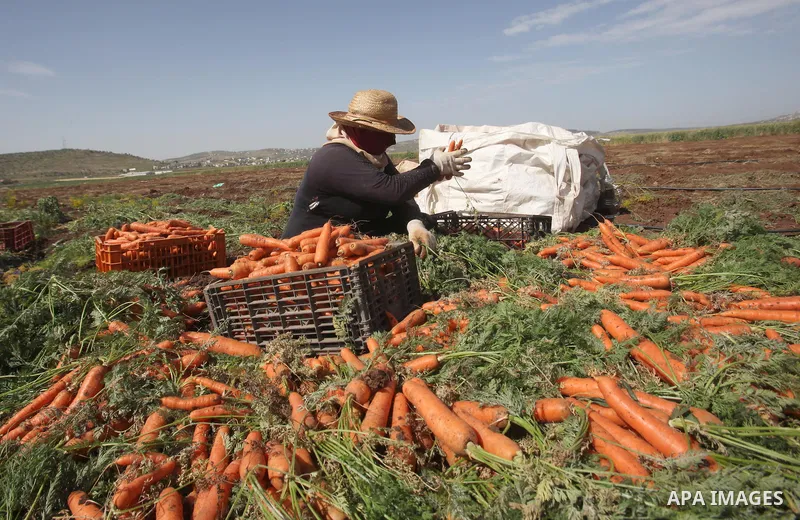 Palestinian farmers harvest a carrot crop, in the West Bank city of Jenin, on April 26, 2016. Photo by Nedal Eshtayah