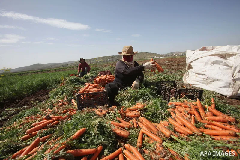 Palestinian farmers harvest a carrot crop, in the West Bank city of Jenin, on April 26, 2016. Photo by Nedal Eshtayah