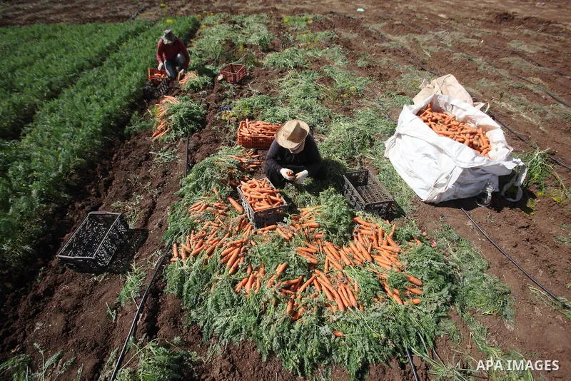 Palestinian farmers harvest a carrot crop, in the West Bank city of Jenin, on April 26, 2016. Photo by Nedal Eshtayah