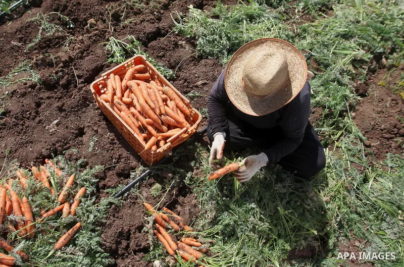 Palestinian farmers harvest a carrot crop, in the West Bank city of Jenin, on April 26, 2016. Photo by Nedal Eshtayah