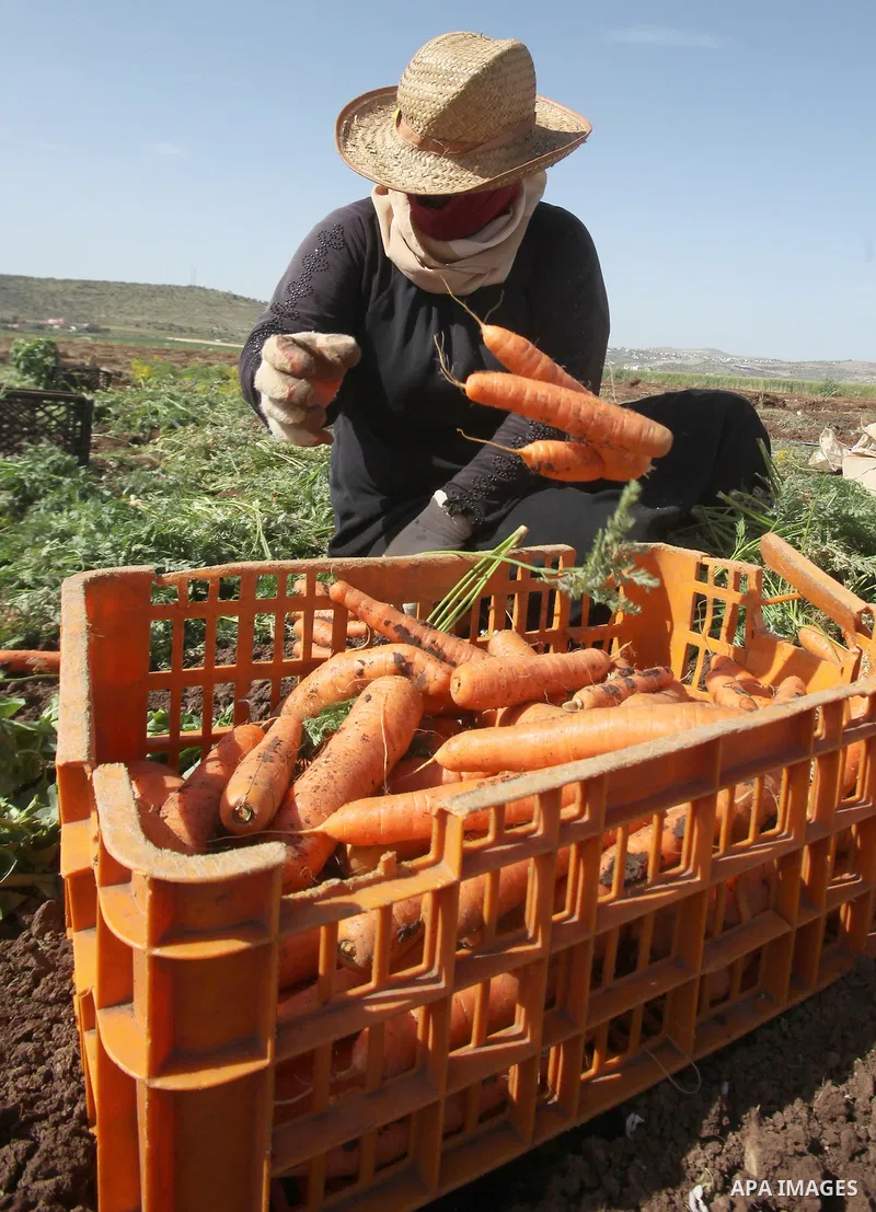 Palestinian farmers harvest a carrot crop, in the West Bank city of Jenin, on April 26, 2016. Photo by Nedal Eshtayah