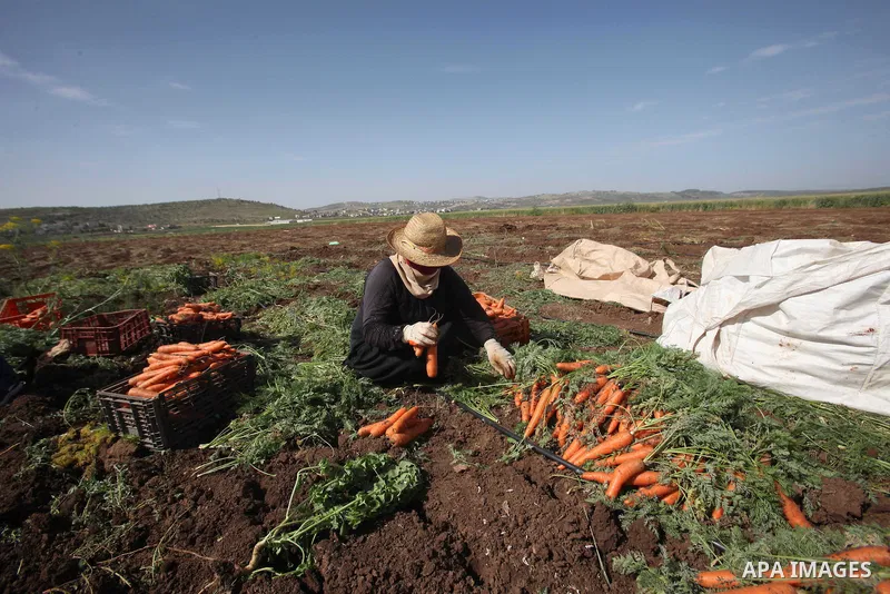 Palestinian farmers harvest a carrot crop, in the West Bank city of Jenin, on April 26, 2016. Photo by Nedal Eshtayah