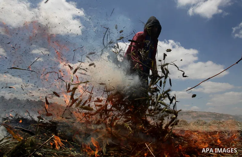 Palestinian farmers roast harvested green wheat while producing the "Freekeh" at a farm in the West Bank city of Jenin, on April 28, 2016. Freekeh a cereal food made from green wheat that goes through a roasting process...