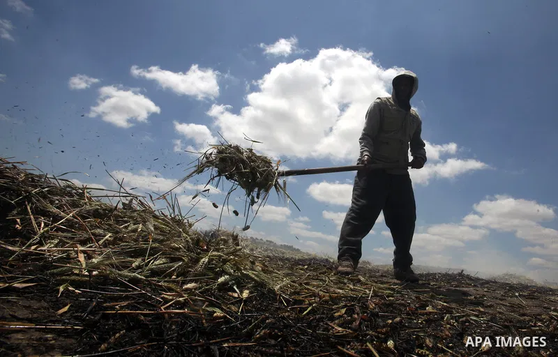 Palestinian farmers roast harvested green wheat while producing the "Freekeh" at a farm in the West Bank city of Jenin, on April 28, 2016. Freekeh a cereal food made from green wheat that goes through a roasting process...