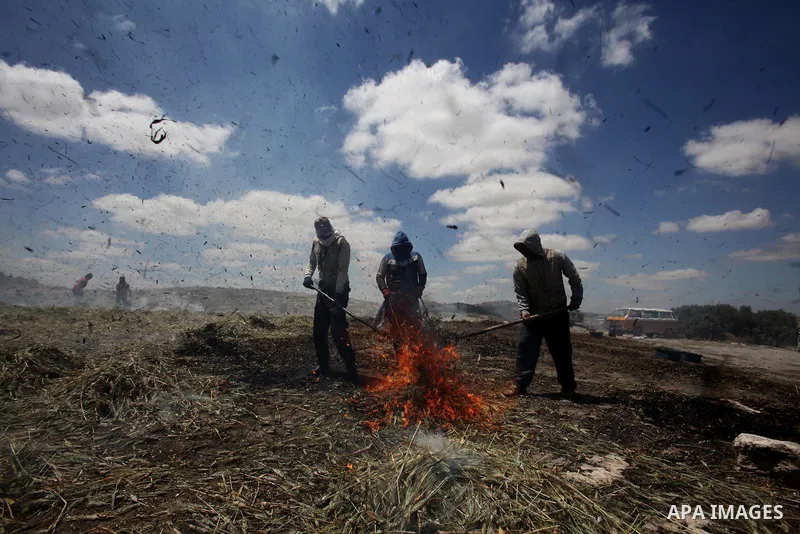 Palestinian farmers roast harvested green wheat while producing the "Freekeh" at a farm in the West Bank city of Jenin, on April 28, 2016. Freekeh a cereal food made from green wheat that goes through a roasting process...