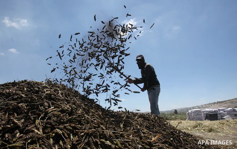 Palestinian farmers roast harvested green wheat while producing the "Freekeh" at a farm in the West Bank city of Jenin, on April 28, 2016. Freekeh a cereal food made from green wheat that goes through a roasting process...