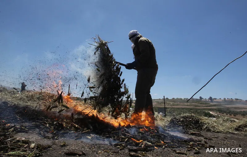 Palestinian farmers roast harvested green wheat while producing the "Freekeh" at a farm in the West Bank city of Jenin, on April 28, 2016. Freekeh a cereal food made from green wheat that goes through a roasting process...