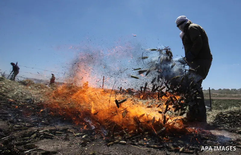 Palestinian farmers roast harvested green wheat while producing the "Freekeh" at a farm in the West Bank city of Jenin, on April 28, 2016. Freekeh a cereal food made from green wheat that goes through a roasting process...