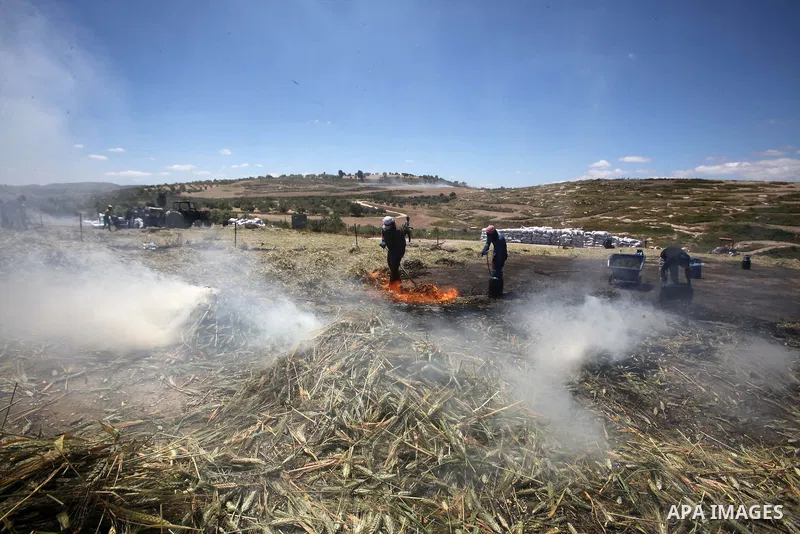 Palestinian farmers roast harvested green wheat while producing the "Freekeh" at a farm in the West Bank city of Jenin, on April 28, 2016. Freekeh a cereal food made from green wheat that goes through a roasting process...