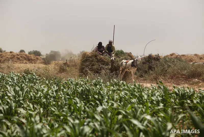 Palestinian farmers work at their fields during the Workers' Day, in Khan Younis in the southern Gaza Strip May 1, 2016. Photo by Ashraf Amra