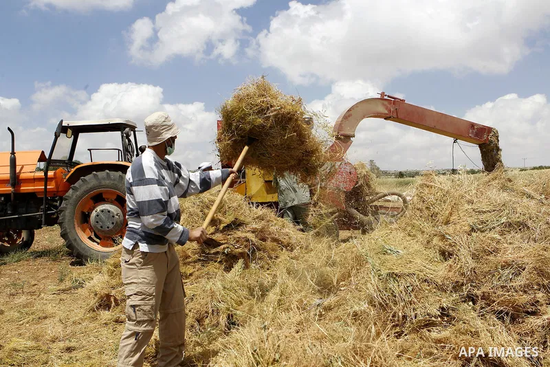 Palestinians harvest wheat and barley in a field in the West Bank city of Hebron on May 06, 2016. Photo by Wisam Hashlamoun