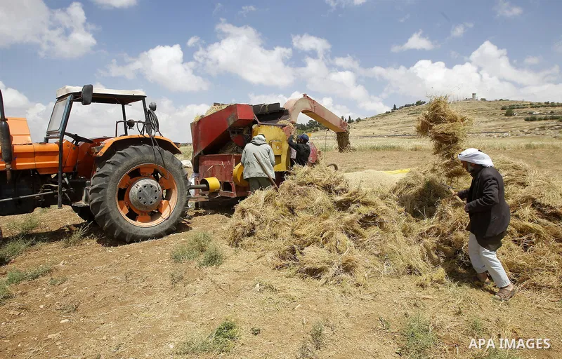 Palestinians harvest wheat and barley in a field in the West Bank city of Hebron on May 06, 2016. Photo by Wisam Hashlamoun