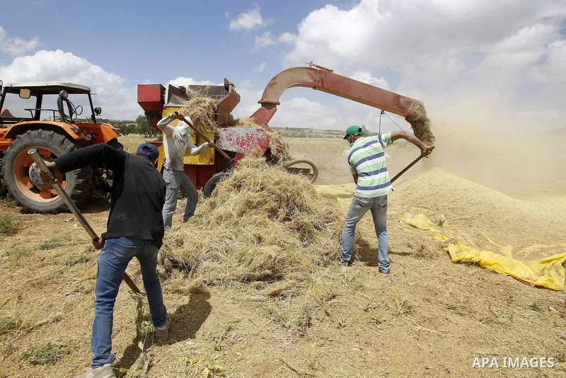 Palestinians harvest wheat and barley in a field in the West Bank city of Hebron on May 06, 2016. Photo by Wisam Hashlamoun