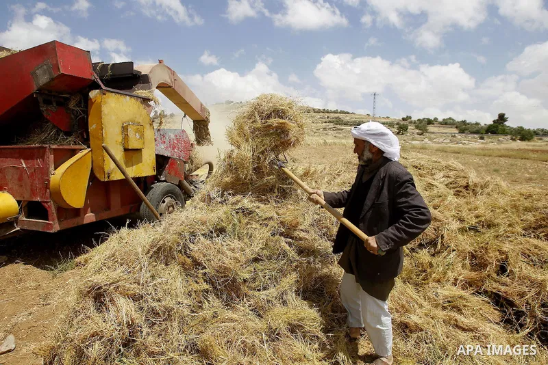Palestinians harvest wheat and barley in a field in the West Bank city of Hebron on May 06, 2016. Photo by Wisam Hashlamoun