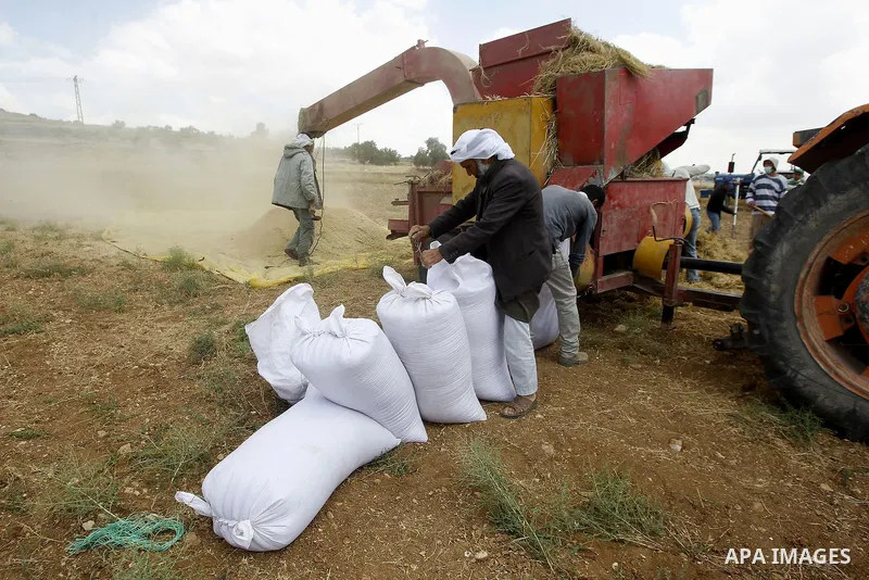 Palestinians harvest wheat and barley in a field in the West Bank city of Hebron on May 06, 2016. Photo by Wisam Hashlamoun
