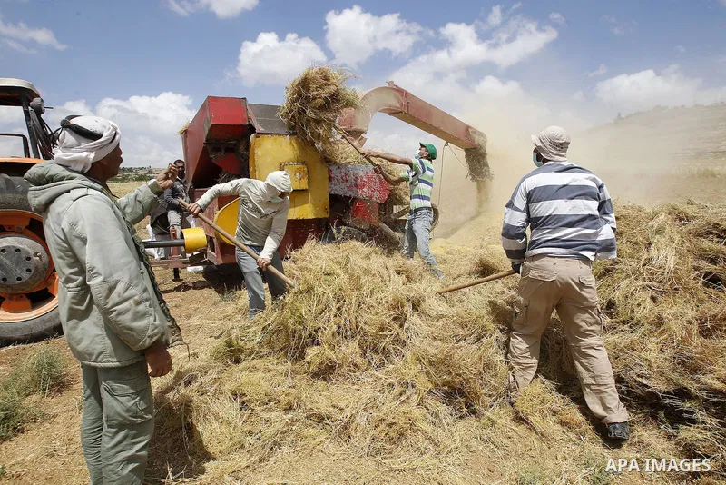 Palestinians harvest wheat and barley in a field in the West Bank city of Hebron on May 06, 2016. Photo by Wisam Hashlamoun