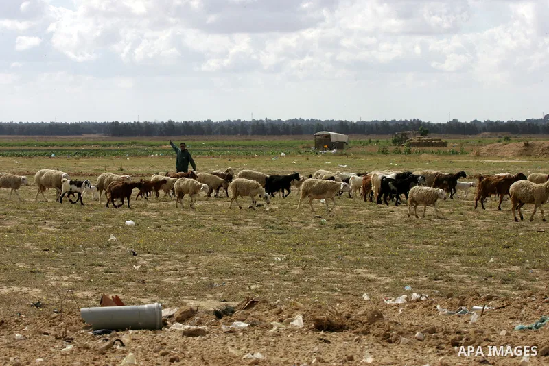 A Palestinian shepherd herds sheep in an area near Rafah in the southern Gaza Strip near the border with Israel after Israeli aircraft hit two Hamas targets in Gaza early on May 7, 2016 in response to rocket fire, concur...