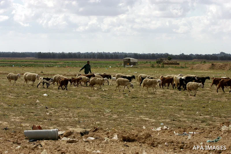 A Palestinian shepherd herds sheep in an area near Rafah in the southern Gaza Strip near the border with Israel after Israeli aircraft hit two Hamas targets in Gaza early on May 7, 2016 in response to rocket fire, concur...