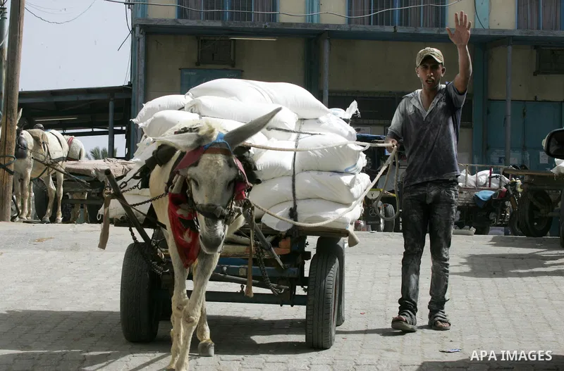 Palestinian workers carry bags of flour to distribute to families, at an aid distribution centre of the United Nations Relief and Works Agency (UNRWA) in the southern Gaza Strip town of Khan Younis on May 15, 2016, on th...