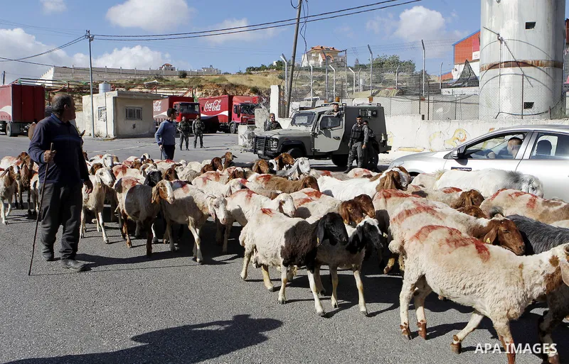 A Palestinian shepherd herds sheep during Israeli security forces inspect Palestinian cars in the West Bank village of Halhul, near Hebron, on May 27, 2016. Photo by Wisam Hashlamoun