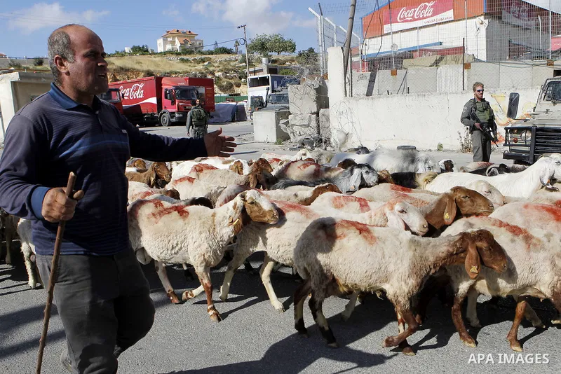 A Palestinian shepherd herds sheep during Israeli security forces inspect Palestinian cars in the West Bank village of Halhul, near Hebron, on May 27, 2016. Photo by Wisam Hashlamoun
