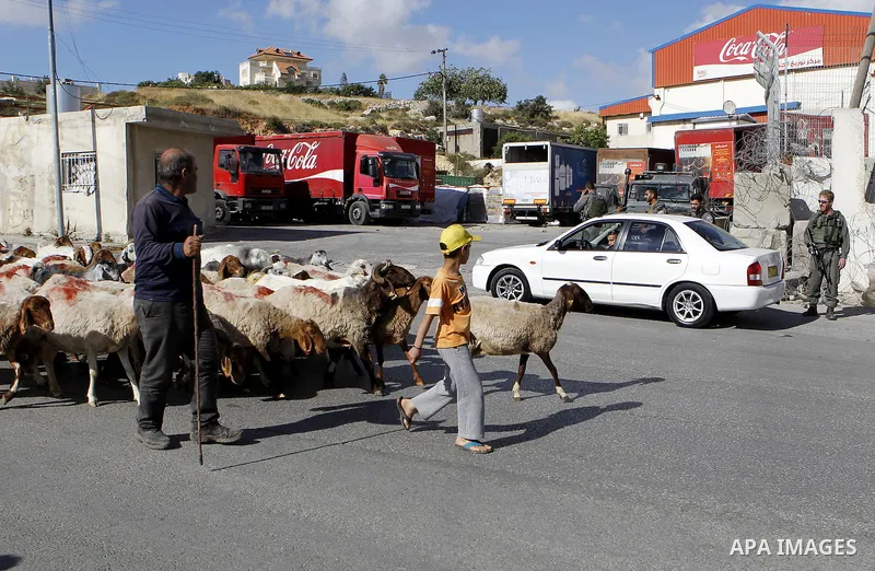 A Palestinian shepherd herds sheep during Israeli security forces inspect Palestinian cars in the West Bank village of Halhul, near Hebron, on May 27, 2016. Photo by Wisam Hashlamoun