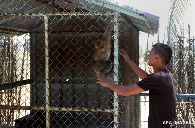 A Palestinian man looks to the Monkey at a zoo in Khan Younis in the southern Gaza Strip June 10, 2016. Photo by Abed Rahim Khatib
