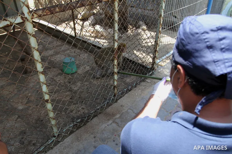 Veterinarian Amir Khalil from the international animal protecting organization Four Paws checks a monkey from a zoo in the southern Gaza Strip city of Khan Younis, June 10, 2016. Photo by Abed Rahim Khatib