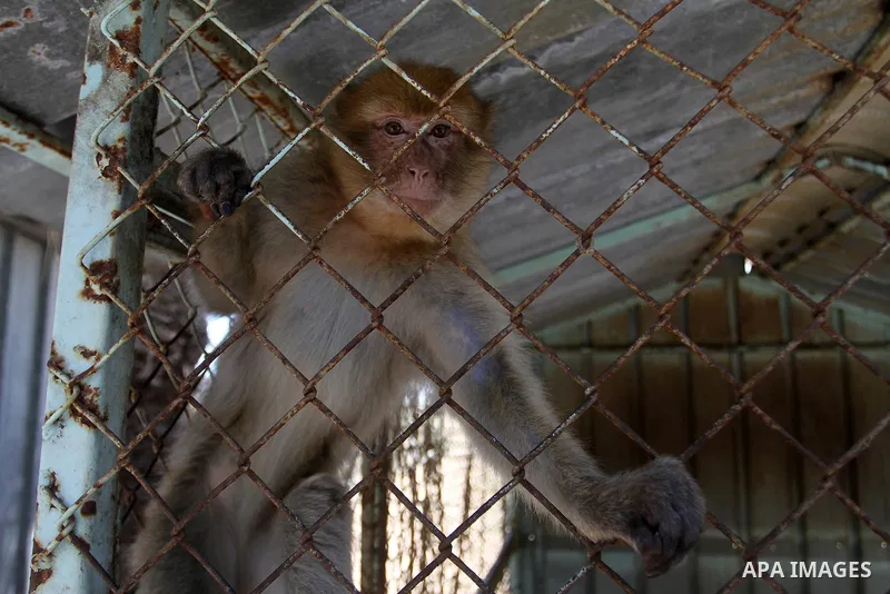 A monkey is seen inside an enclosure at a zoo in Khan Younis in the southern Gaza Strip June 10, 2016. Photo by Abed Rahim Khatib
