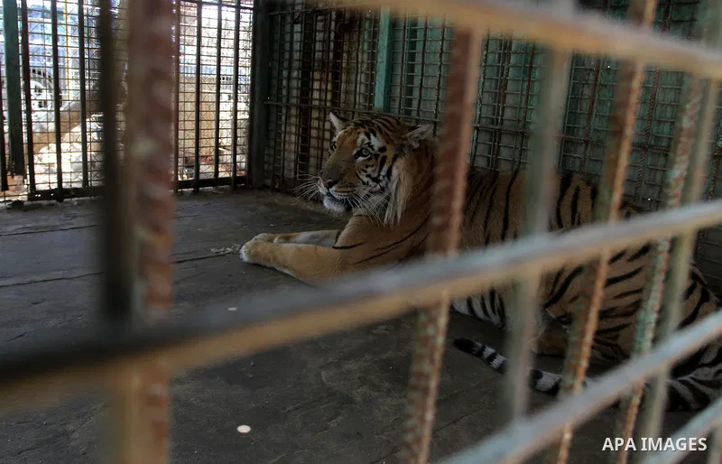 A tiger is seen inside an enclosure at a zoo in Khan Younis in the southern Gaza Strip June 10, 2016. Photo by Abed Rahim Khatib
