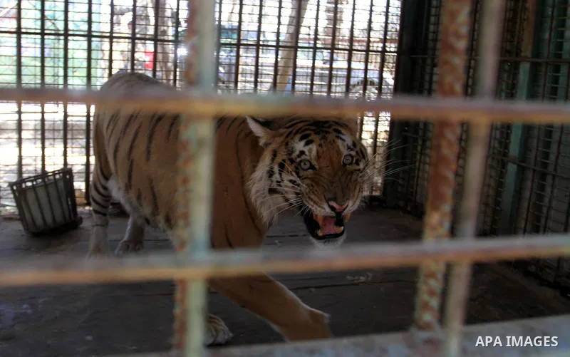 A tiger is seen inside an enclosure at a zoo in Khan Younis in the southern Gaza Strip June 10, 2016. Photo by Abed Rahim Khatib